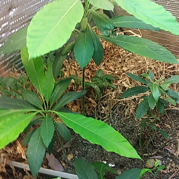 Avocado - Picture 8 of 10